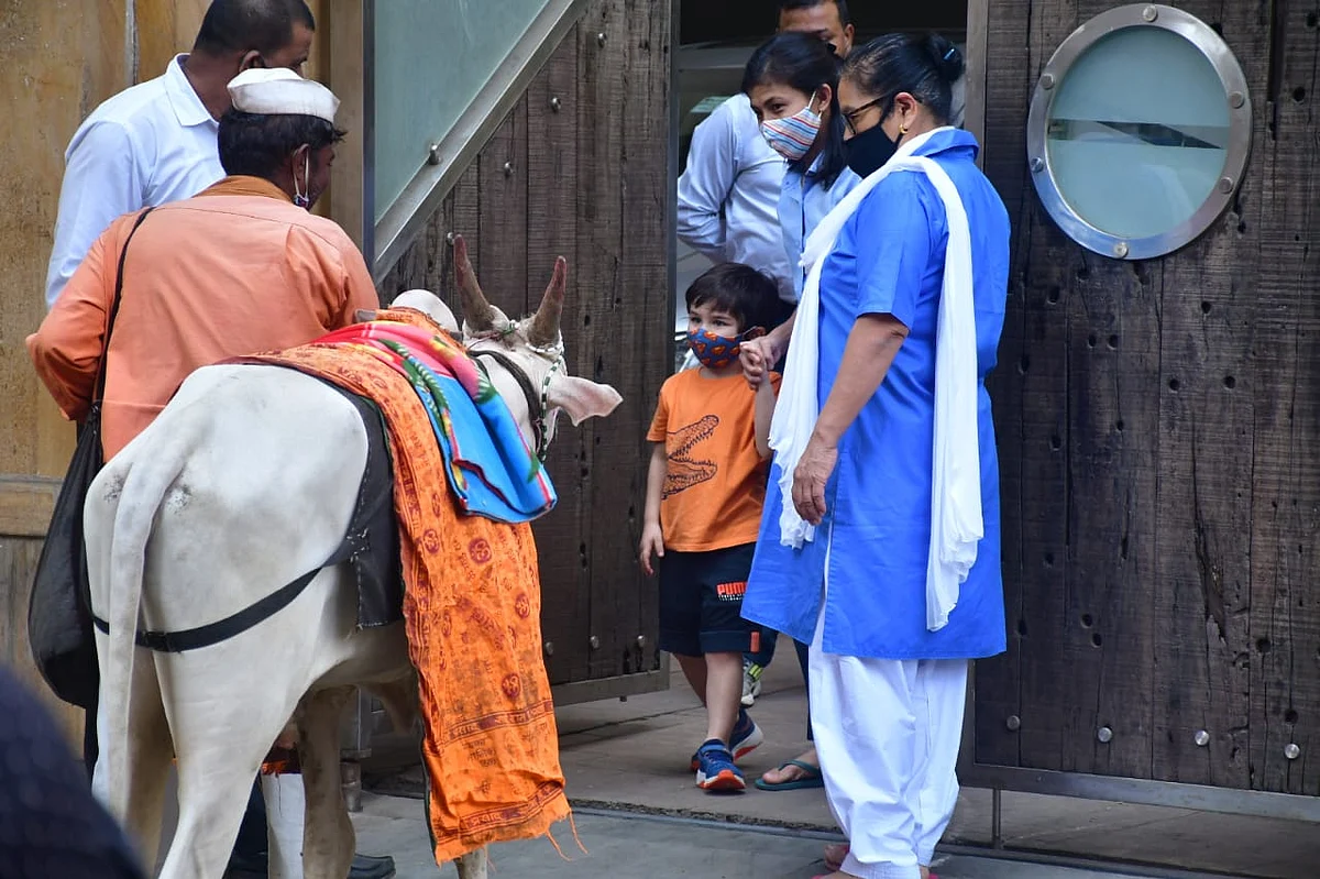 Watch: Taimur Ali Khan enjoys father Saif's 'Ole Ole' song as he feeds cow outside their Bandra residence