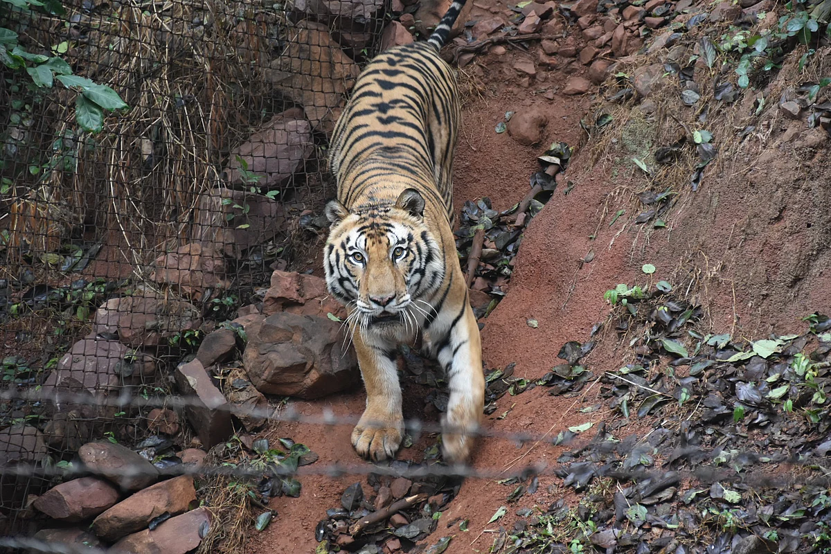 Pic by Suresh Ahirwar