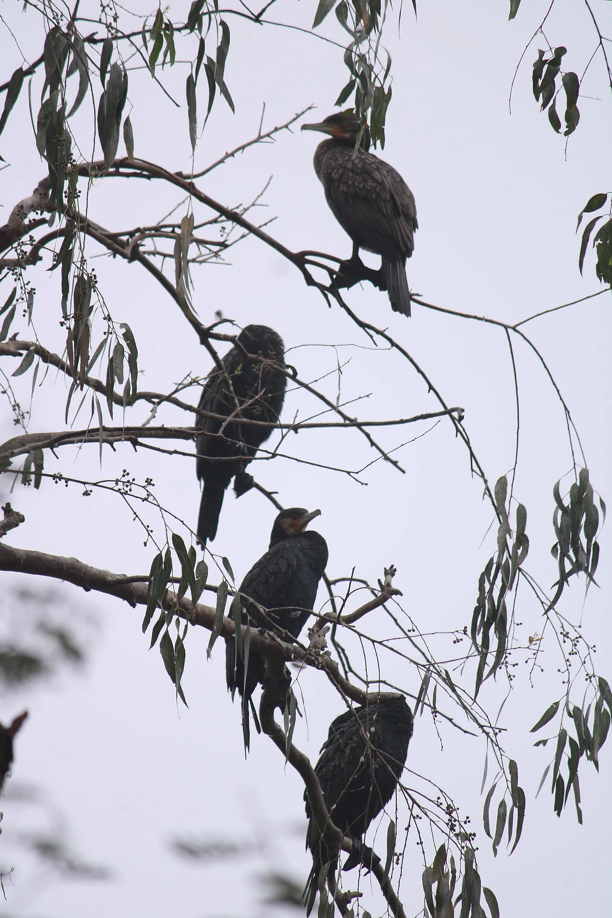 Pic by Anwesh Shrivastava