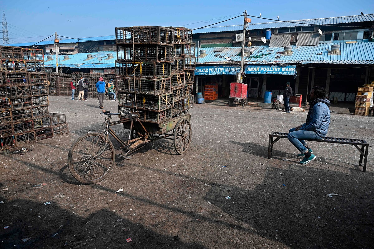 Bird flu confirmed in Delhi, all 8 samples sent to Bhopal ...