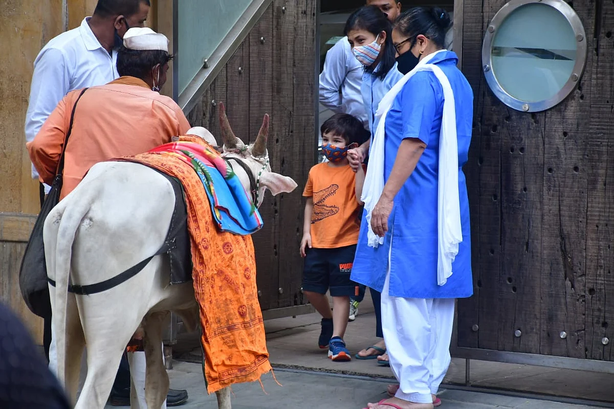 Watch: Taimur Ali Khan enjoys father Saif's 'Ole Ole' song as he feeds cow outside their Bandra residence