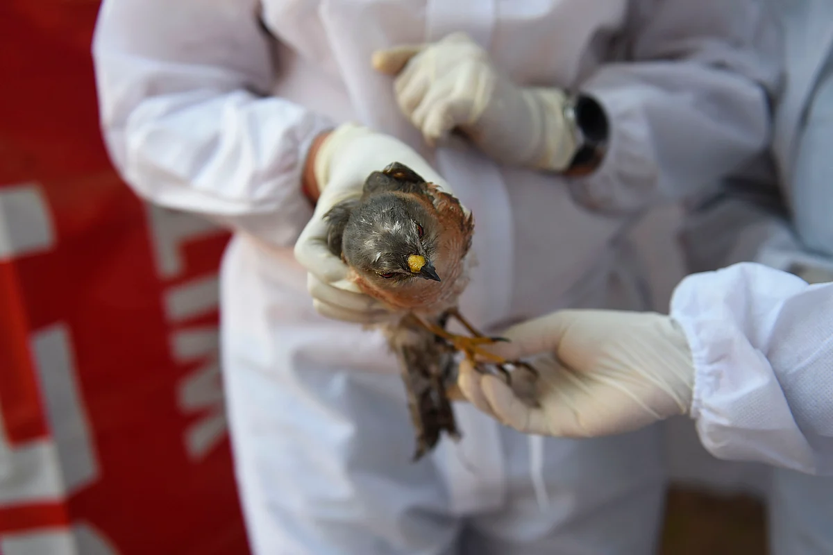 Avian Flu: 382 birds from 9 Maharashtra districts reported ...