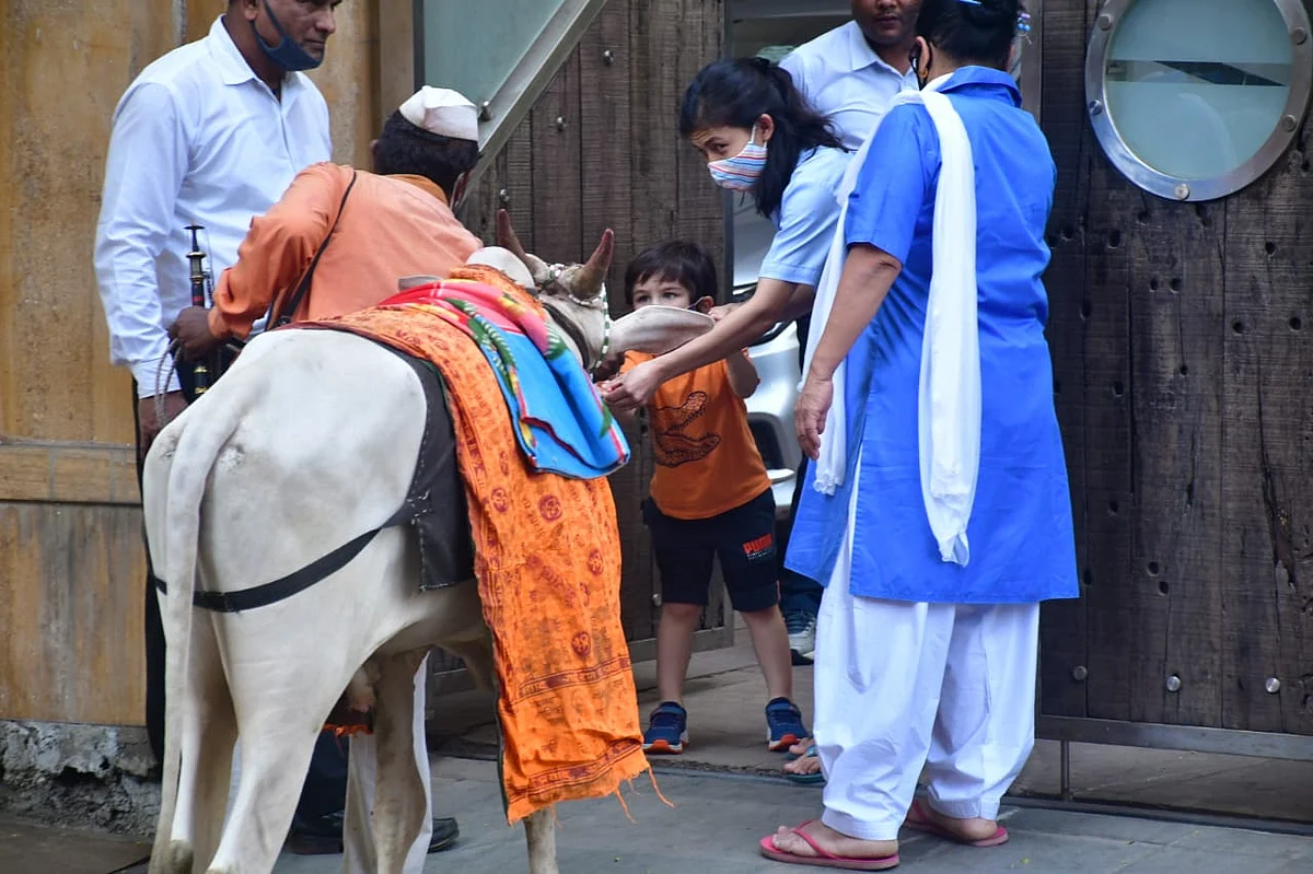 Watch: Taimur Ali Khan enjoys father Saif's 'Ole Ole' song as he feeds cow outside their Bandra residence
