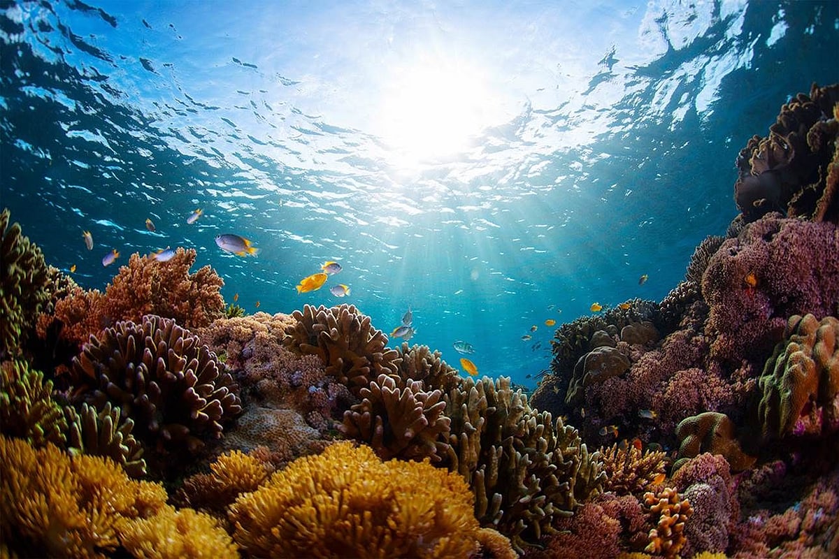 Marine heatwaves may become more intense, frequent: Scientists - Vimarsana News