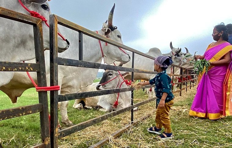 Bring back natural farming, traditional crops: Sadhguru’s appeal at Mattu Pongal celebrations