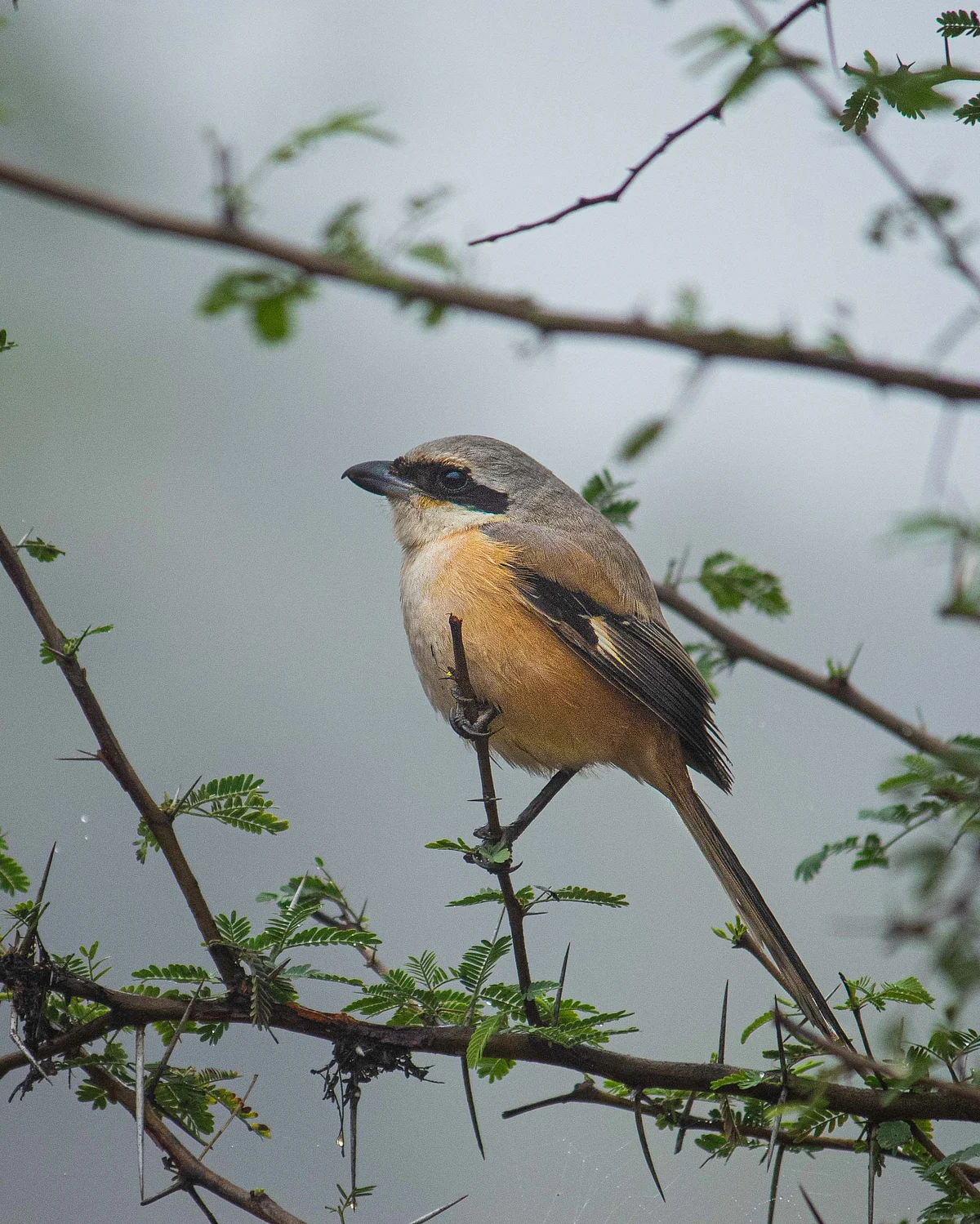 Pic by Salil Jain