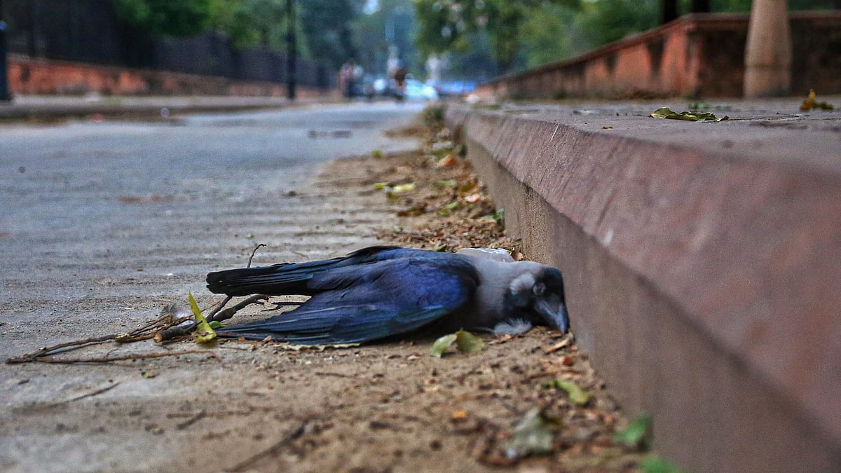Bird Flu in Madhya Pradesh: 1,500 crows, birds found dead ...