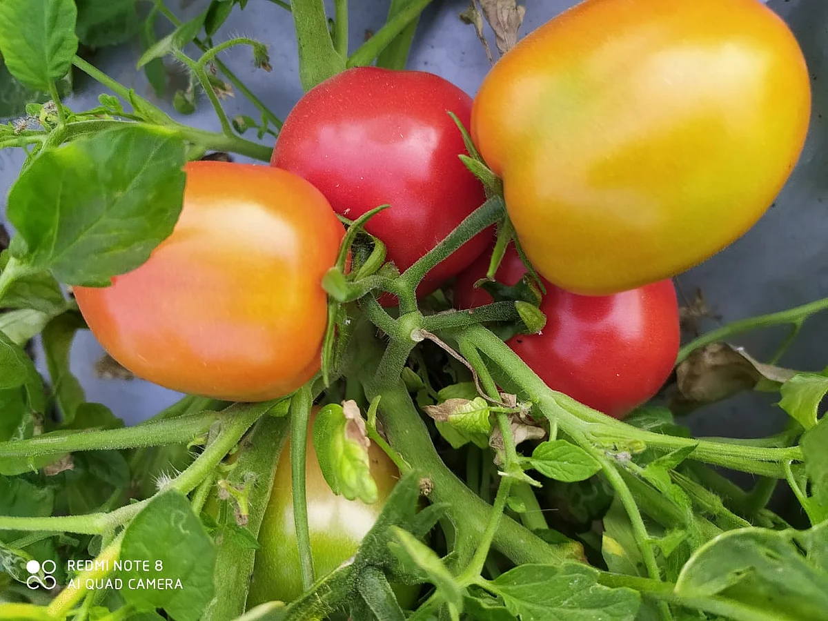 Tomatoes grown in Khargone district