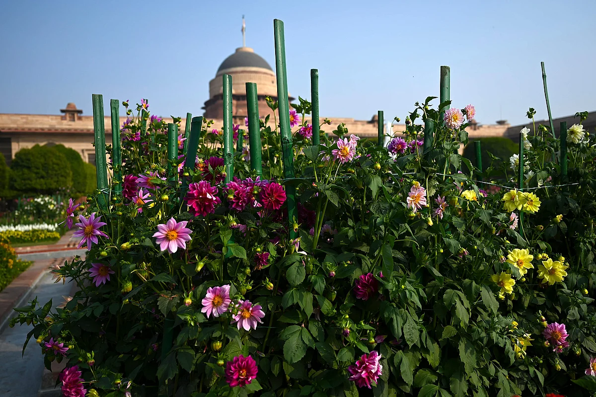Flowers bloom at the Mughal Gardens of the Indian Presidential Palace in New Delhi.