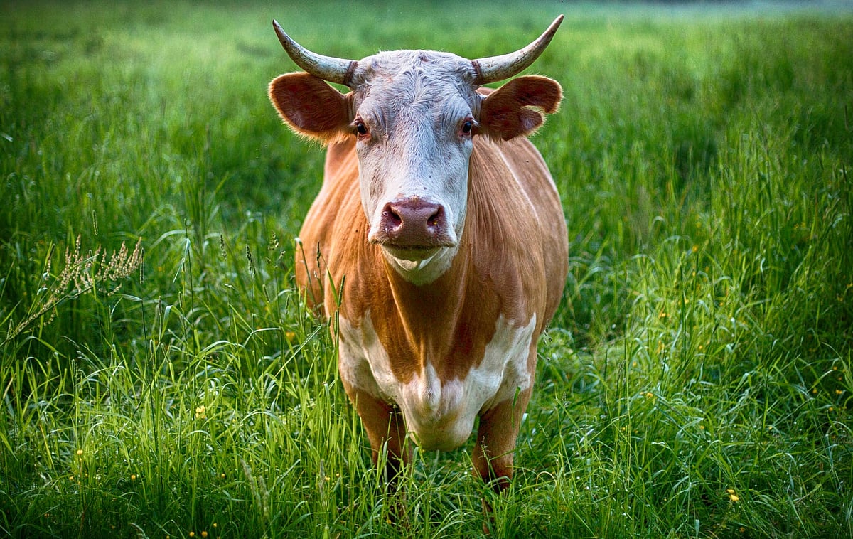 No difference between Indian and foreign cows? Govt contradicts info given in cow exam syllabus - Vimarsana News