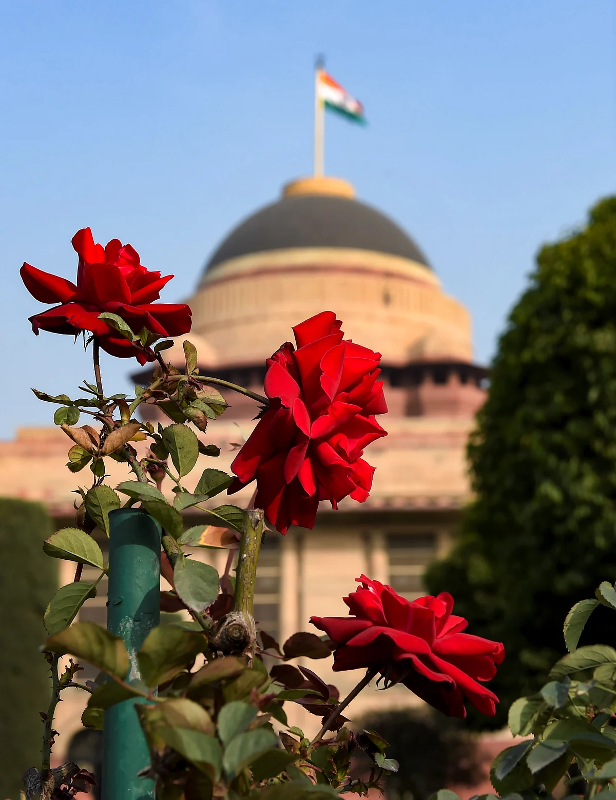 New Delhi: Roses bloom in the Mughal Gardens during a press preview.