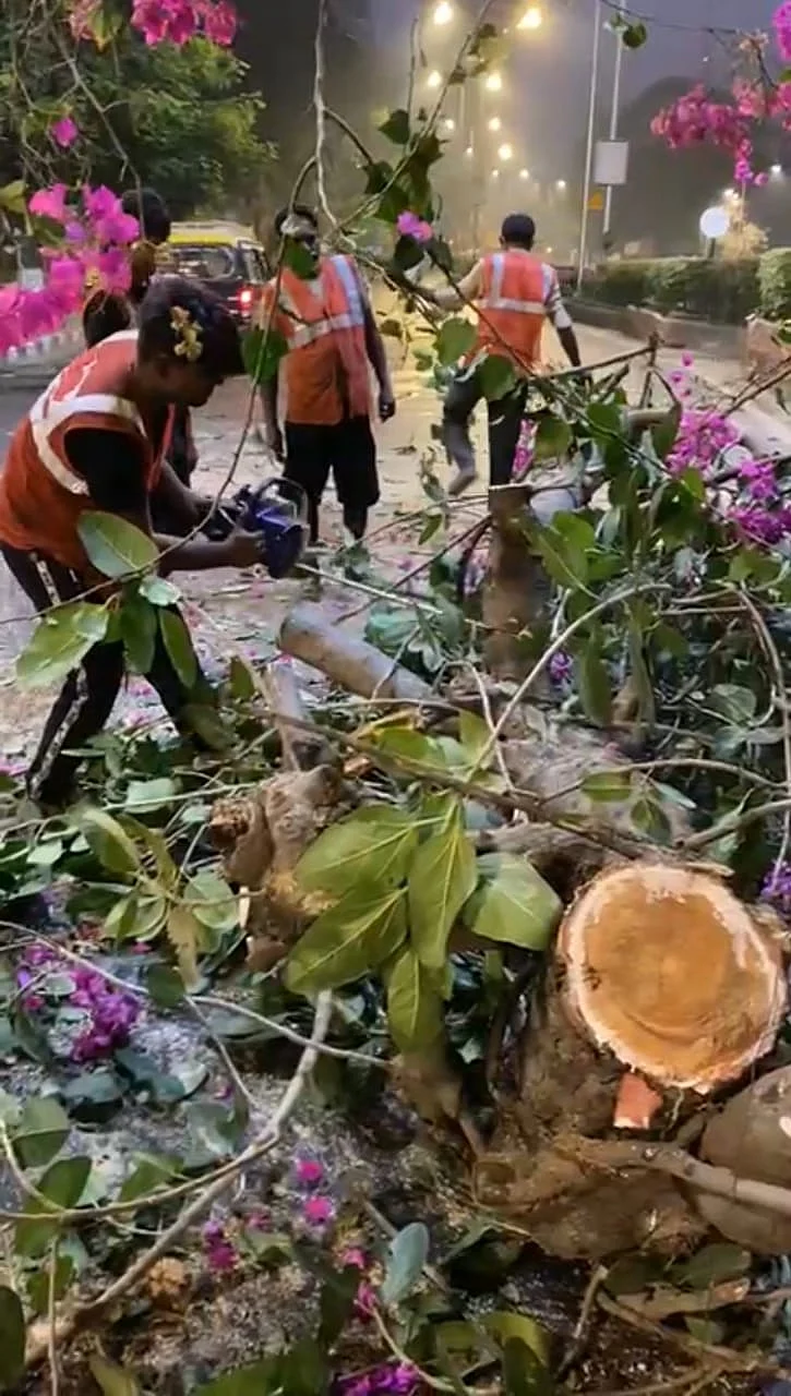 Mumbai: Four held for hacking banyan tree at Girgaum Chowpatty to clear view for hoardings