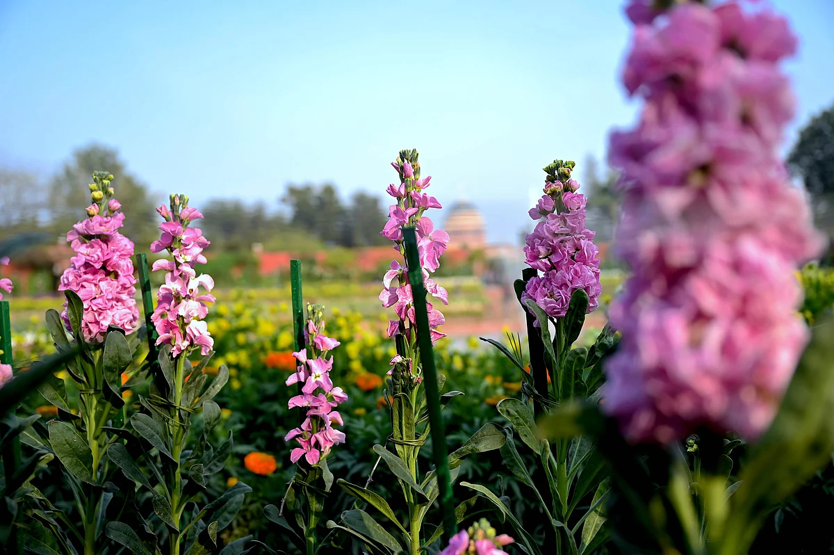 Flowers bloom at the Mughal Gardens of the Indian Presidential Palace in New Delhi.