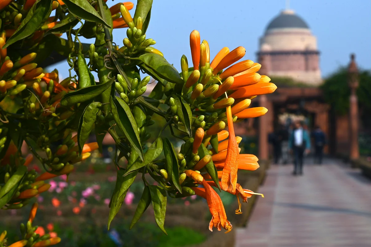 Flowers bloom at the Mughal Gardens of the Indian Presidential Palace in New Delhi.