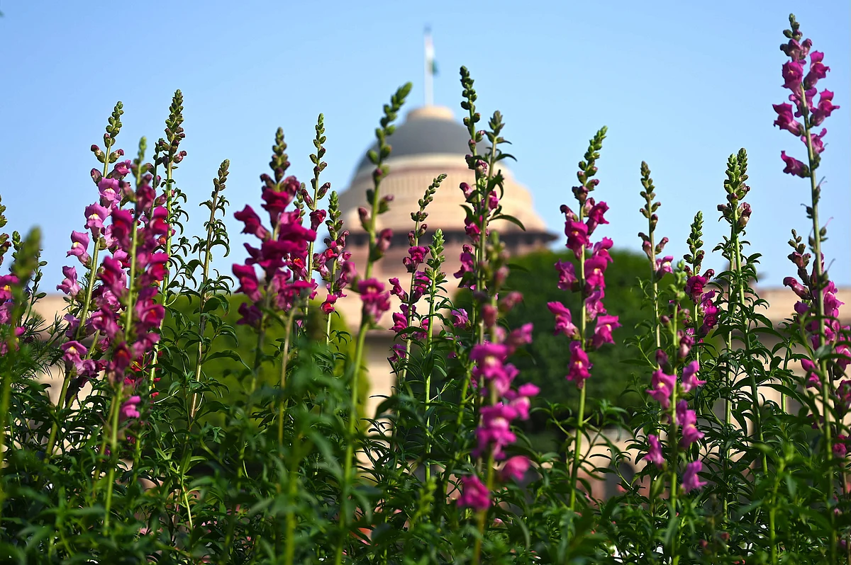 Flowers bloom at the Mughal Gardens of the Indian Presidential Palace in New Delhi.
