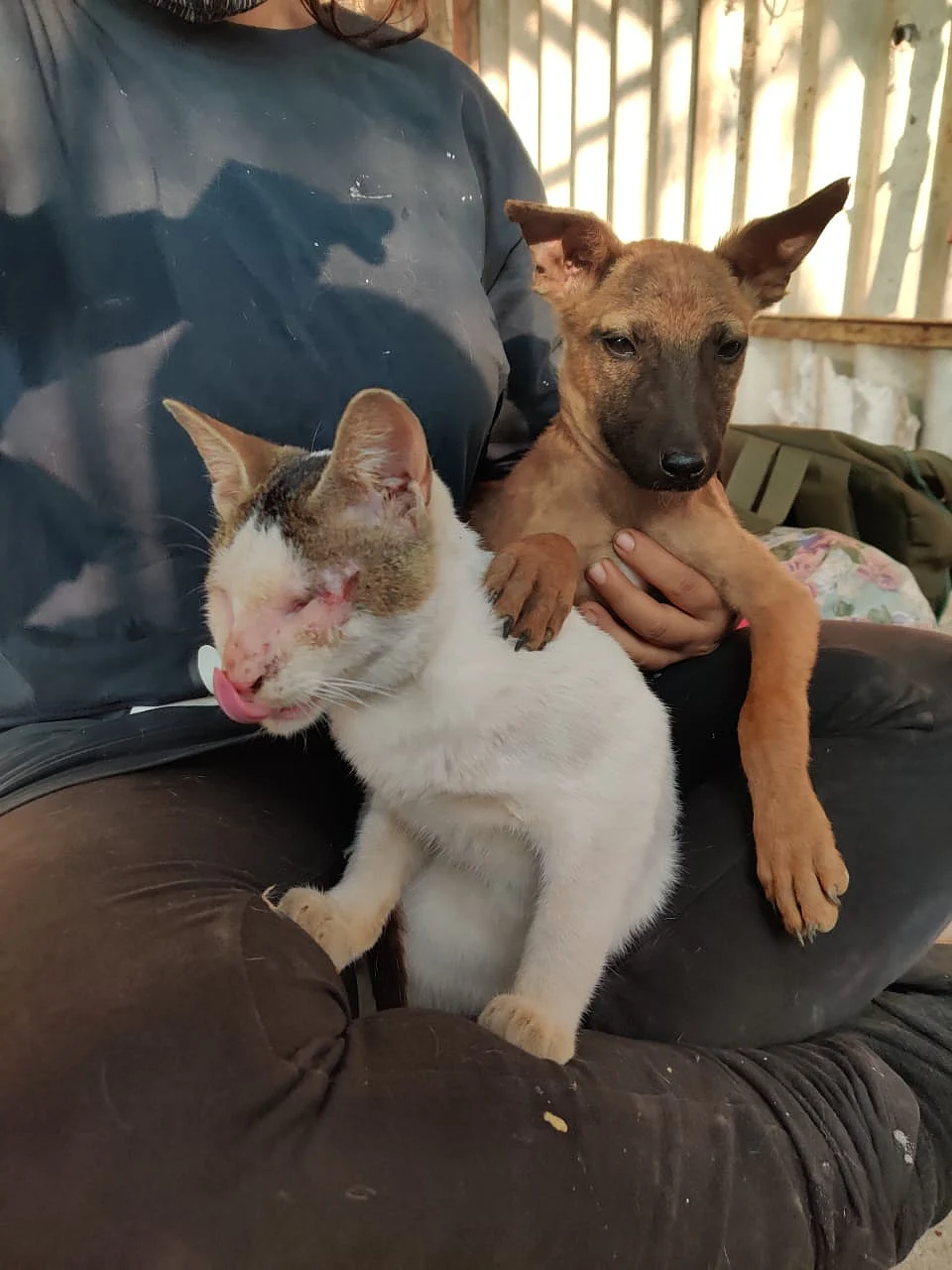 Thane: CAP Foundation organises campaign for animal lovers this Valentine's Day