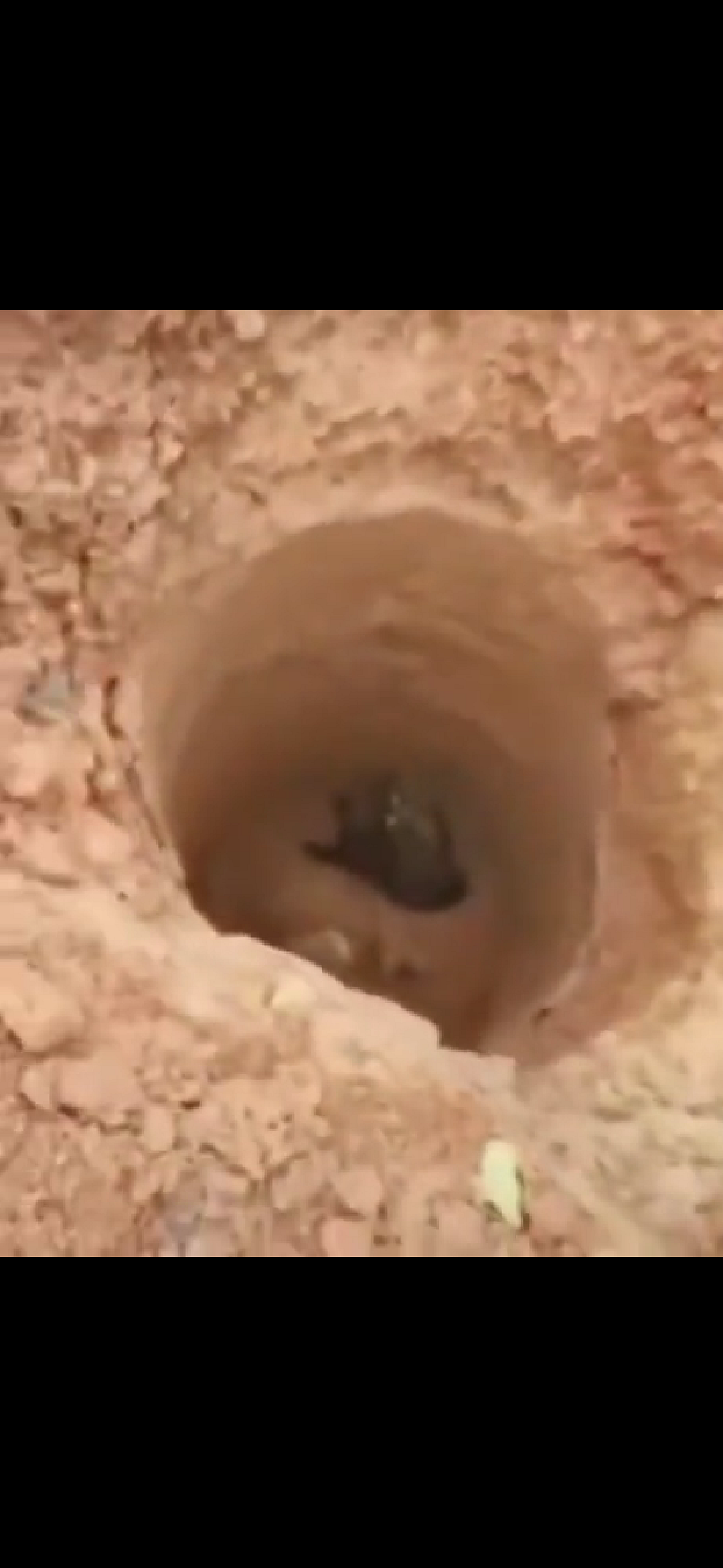 Small pit for stray dogs