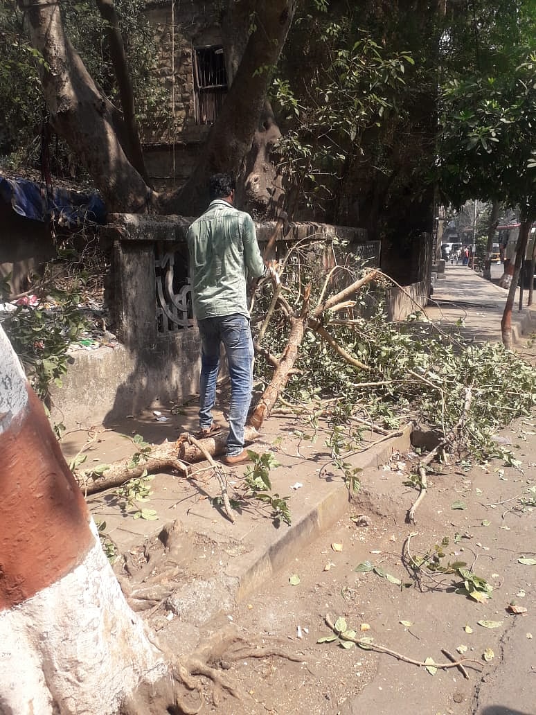 Mira Bhayandar: Biker dies after tree falls on him, son riding pillion injured - Vimarsana News