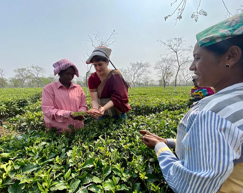 Priyanka Gandhi Vadra plucking tea leaves at tea garden in Sadharu Estate, Biswanath, Assam.