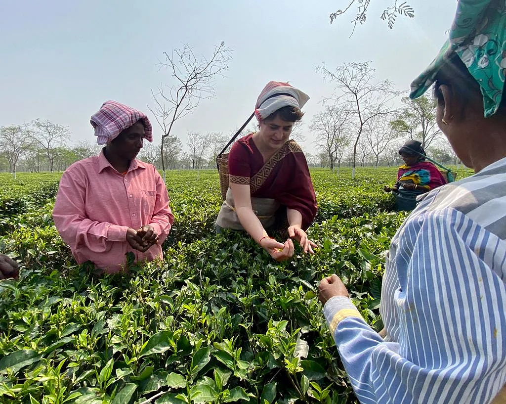 Priyanka Gandhi Vadra plucking tea leaves at tea garden in Sadharu Estate, Biswanath, Assam.
