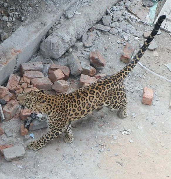 Madhya Pradesh: The leopard suffered dehydration, could have lost its life if not rescued in time, claims city zoo in-charge Dr Uttam Yadav