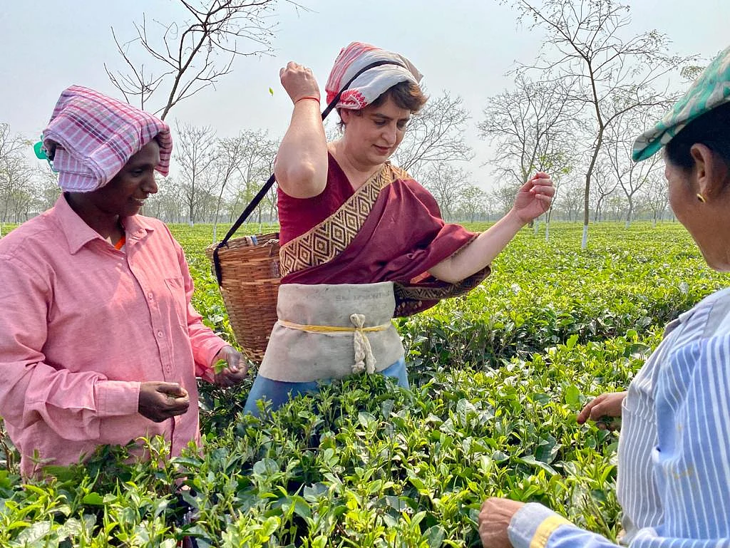Priyanka Gandhi Vadra plucking tea leaves at tea garden in Sadharu Estate, Biswanath, Assam.