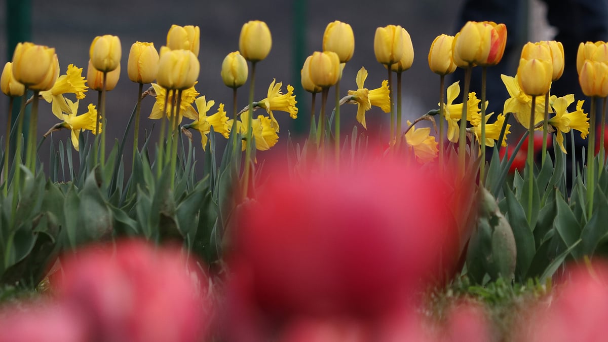 In Pics: Asia's largest Tulip Garden in Kashmir's Srinagar re-opens for visitors