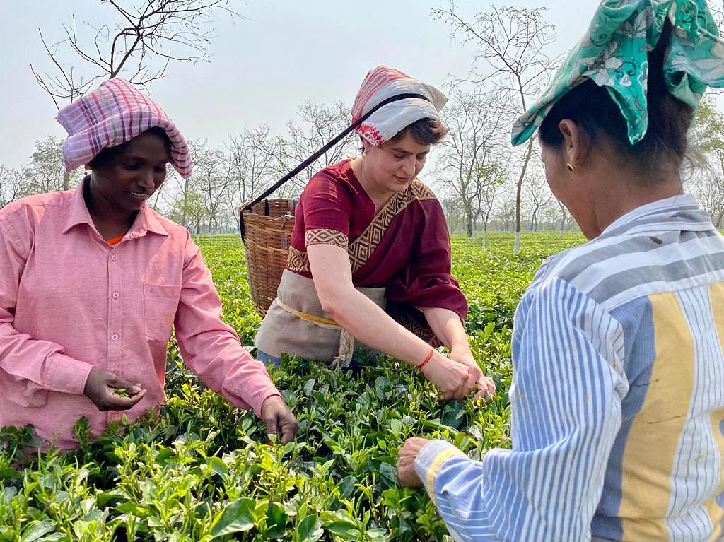 Priyanka Gandhi Vadra plucking tea leaves at tea garden in Sadharu Estate, Biswanath, Assam.