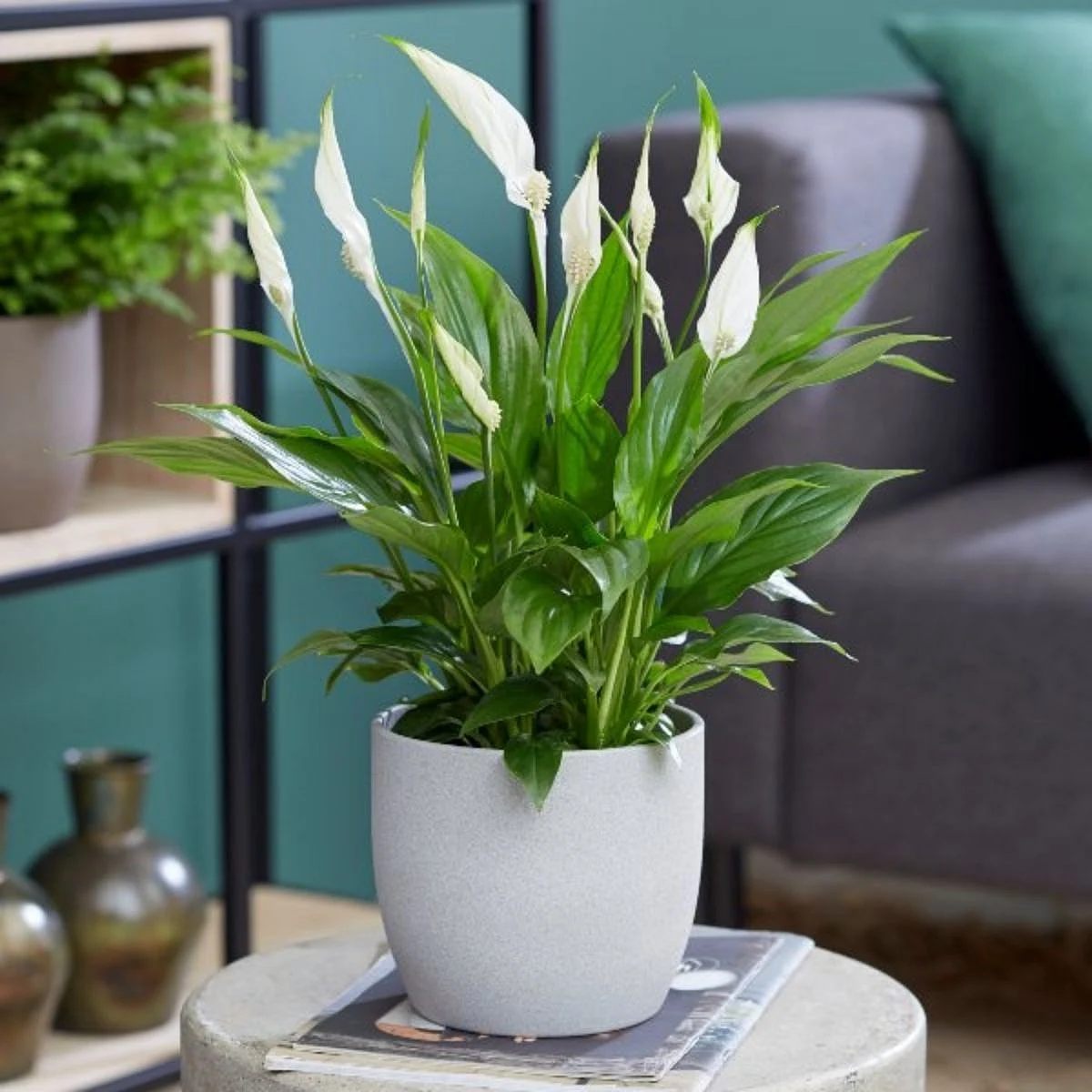 Peace Lily