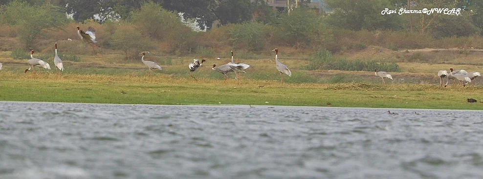 Indore: Bird lovers worried over slow rise in Sarus pop at Yeshwant Sagar
