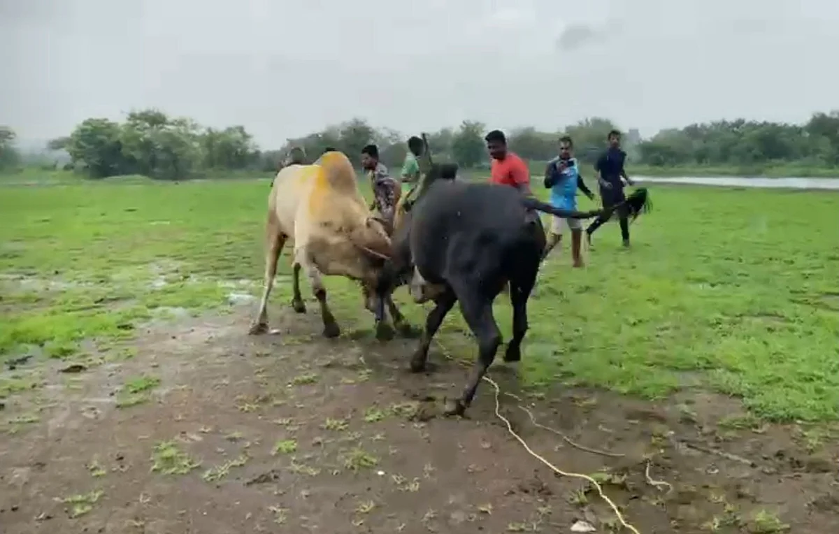 Dombivli: Two men booked for organising deadly bullfight in Vishnu Nagar