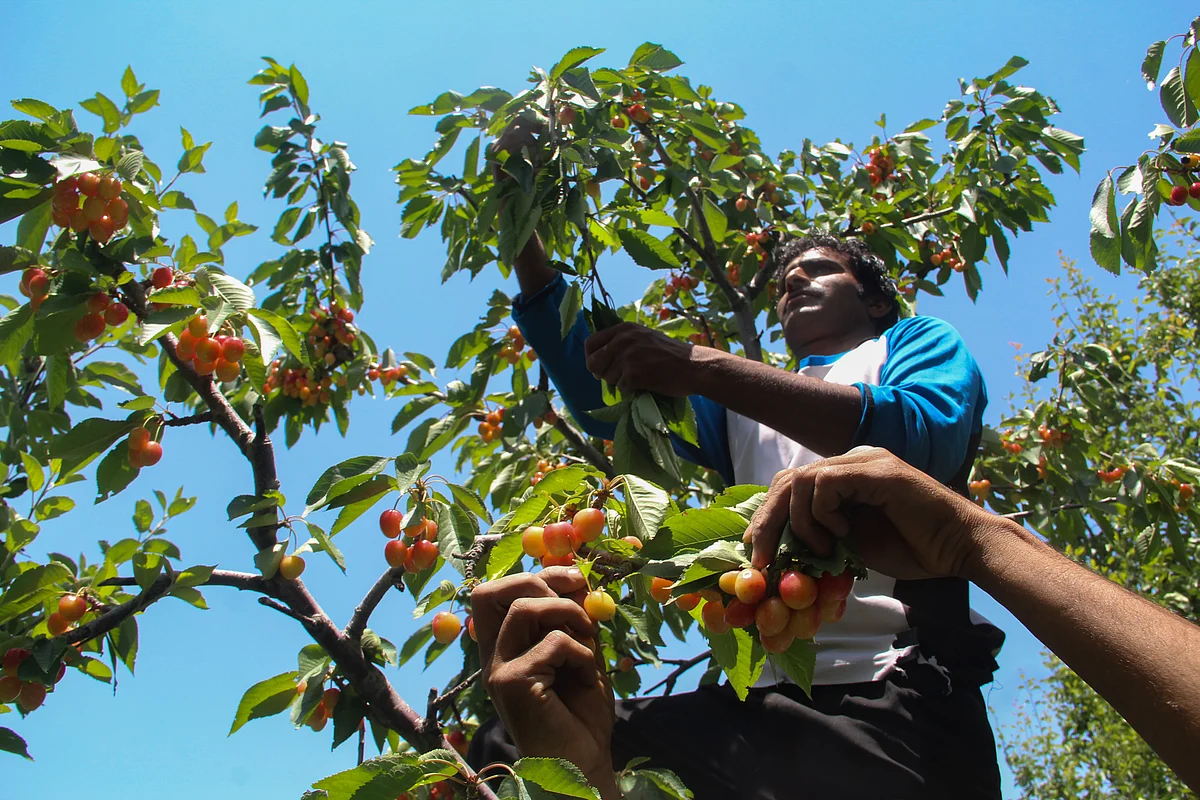 Young Kashmiri farmers pluck cherries from a tree in an orchard in a village located in the Tangmarg area of district Baramulla in Jammu & Kashmir.