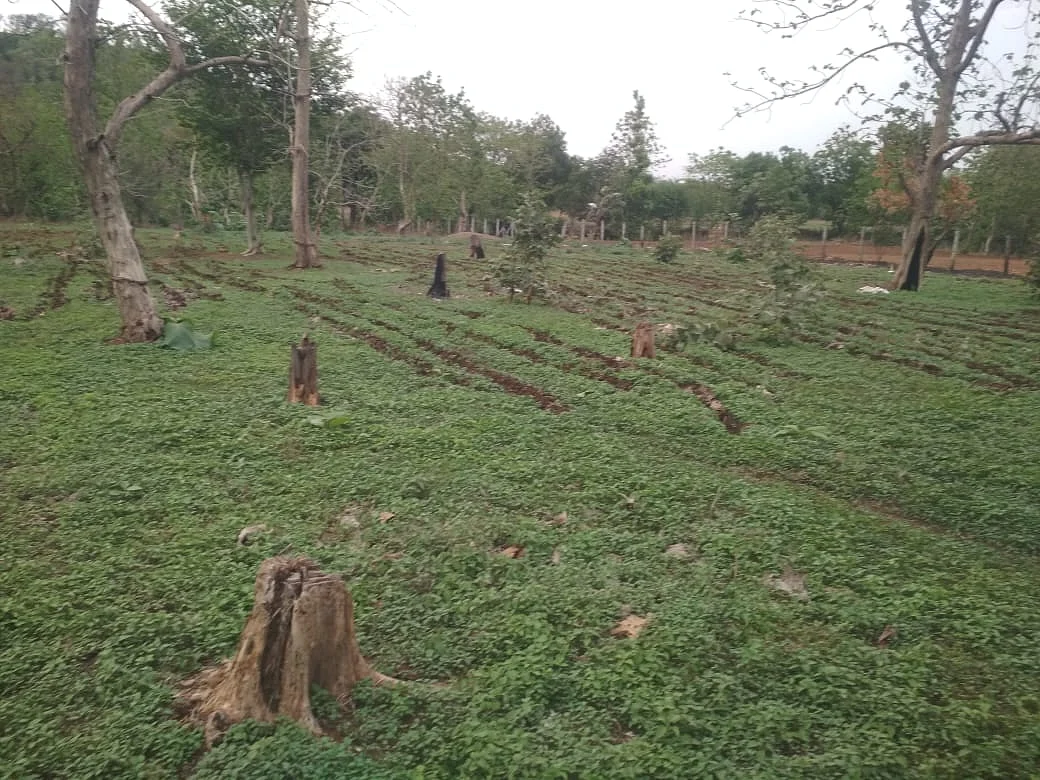 Indore: Sagwan, Shisham trees cut in Gajinda and Gavalu forest area; Timber mafia has once again become active in Choral