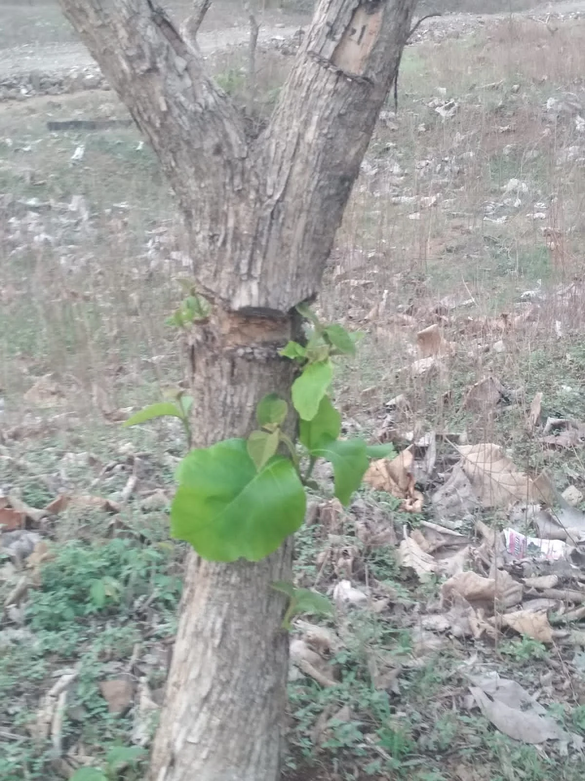 Indore: Sagwan, Shisham trees cut in Gajinda and Gavalu forest area; Timber mafia has once again become active in Choral