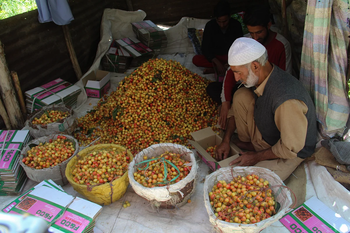 A Kashmiri farmer displays cherries in the orchard before packing them at a village during the harvesting season in Tangmarg area of Baramulla district in Jammu & Kashmir.