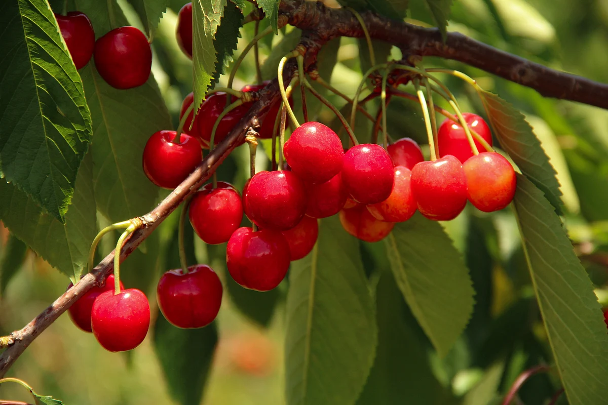 Ripe cherries harvested in June at an orchard in the Tangmarg area of Baramulla district in Jammu & Kashmir.