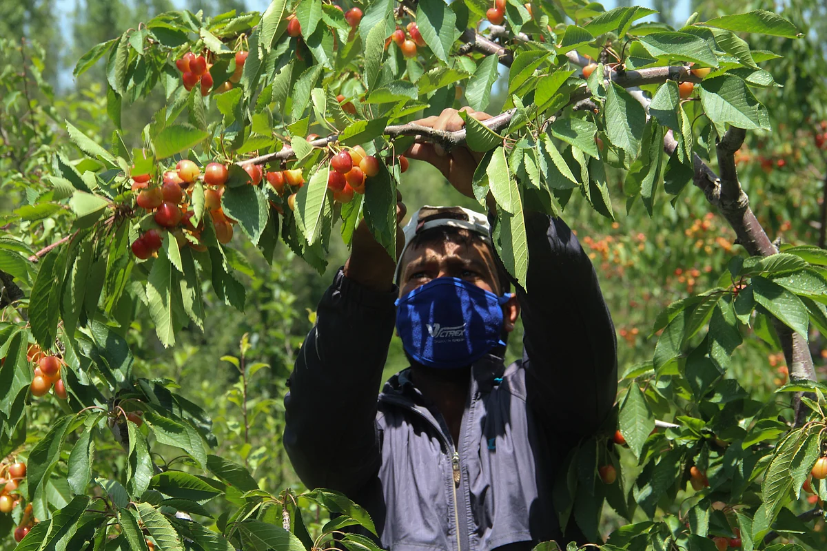 A Kashmiri farmer plucks cherries from a tree in an orchard located in a village in Tangmarg area of district Baramulla in Jammu & Kashmir.