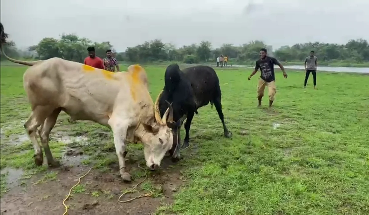 Dombivli: Two men booked for organising deadly bullfight in Vishnu Nagar