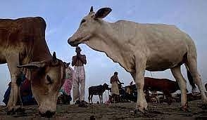 Cow vigilante killed in Gujarat; 10 arrested
