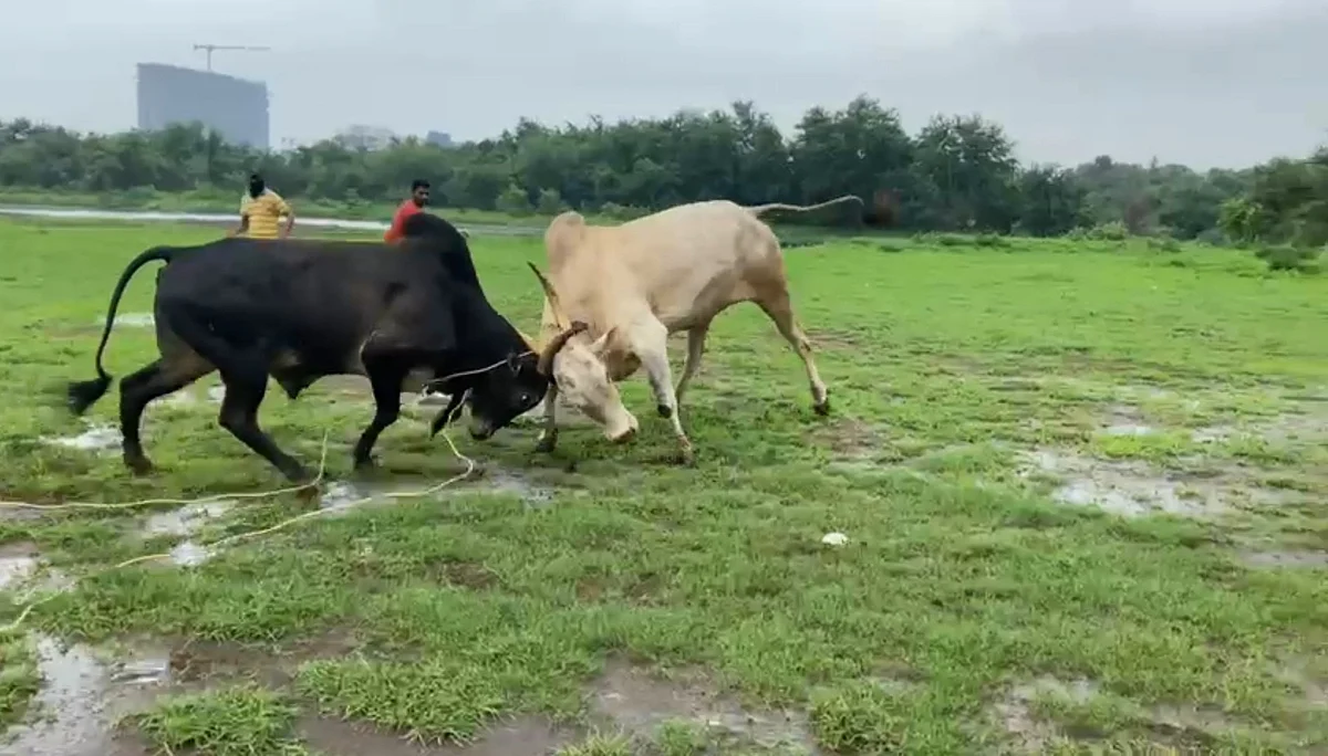 Dombivli: Two men booked for organising deadly bullfight in Vishnu Nagar