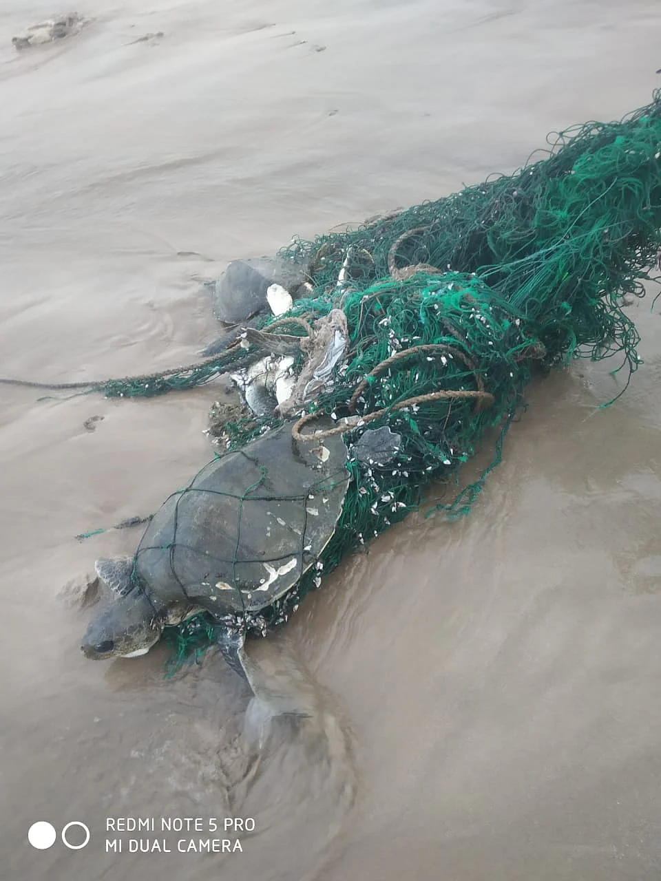 Mumbai: Two Olive Ridley and one Hawksbill turtle rescued at Juhu beach
