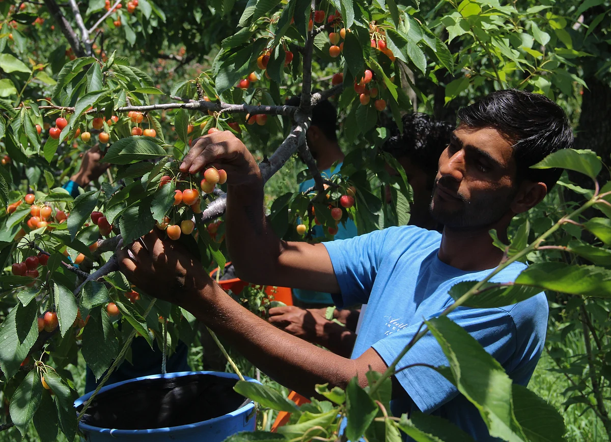 A young Kashmiri farmer plucks cherries from a tree and collects them in a basket at an orchard in the rural area of Tangmarg area of district Baramulla in Jammu & Kashmir.