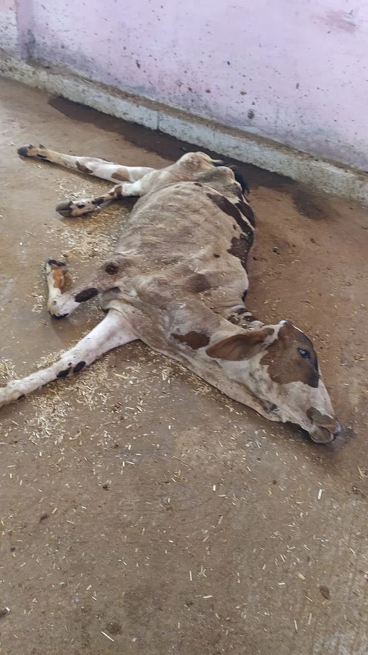Dead cow at gaushala