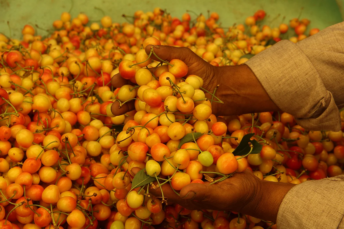 A Kashmiri farmer displays cherries in the orchard before packing them at a village during the harvesting season in Tangmarg area of Baramulla district in Jammu & Kashmir.