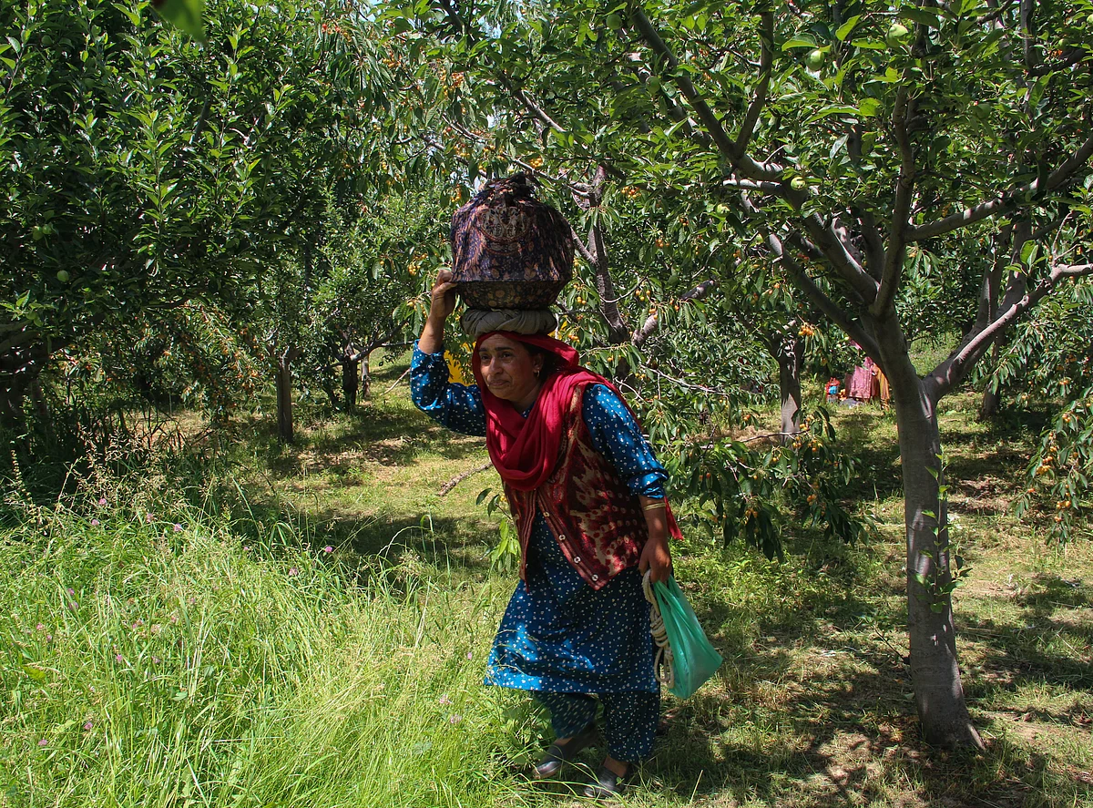 A Kashmiri woman carries lunch for farmers working at the orchard in a village in the Tangmarg area of Baramulla district in Jammu & Kashmir.