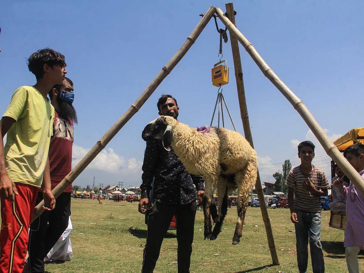 A sacrificial animal is being weighed at a livestock market ahead of Muslim festival Eid al-Adha in Srinagar, Saturday, July 18, 2021.