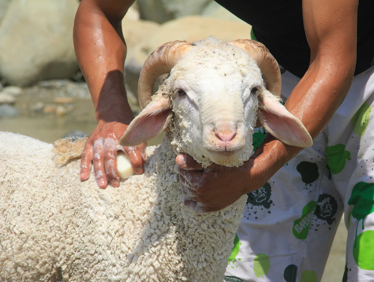 Kashmiri livestock vendors display sacrificial sheep at a market ahead of the upcoming festival Eid al-Adha in Srinagar, Saturday, July 18, 2021.