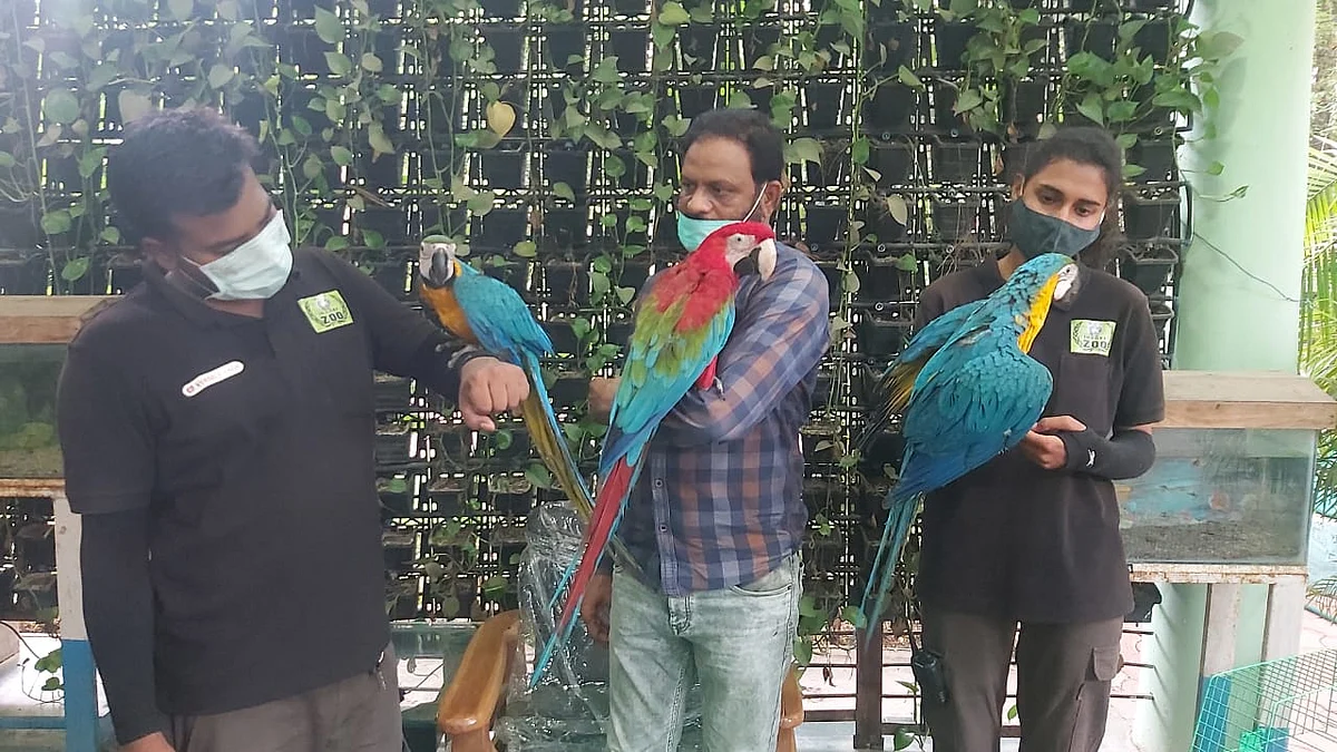 Indore: Adding a dash of colour, three Macaws reach city zoo