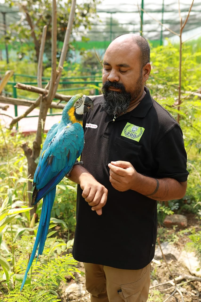 Blue and gold Macaw