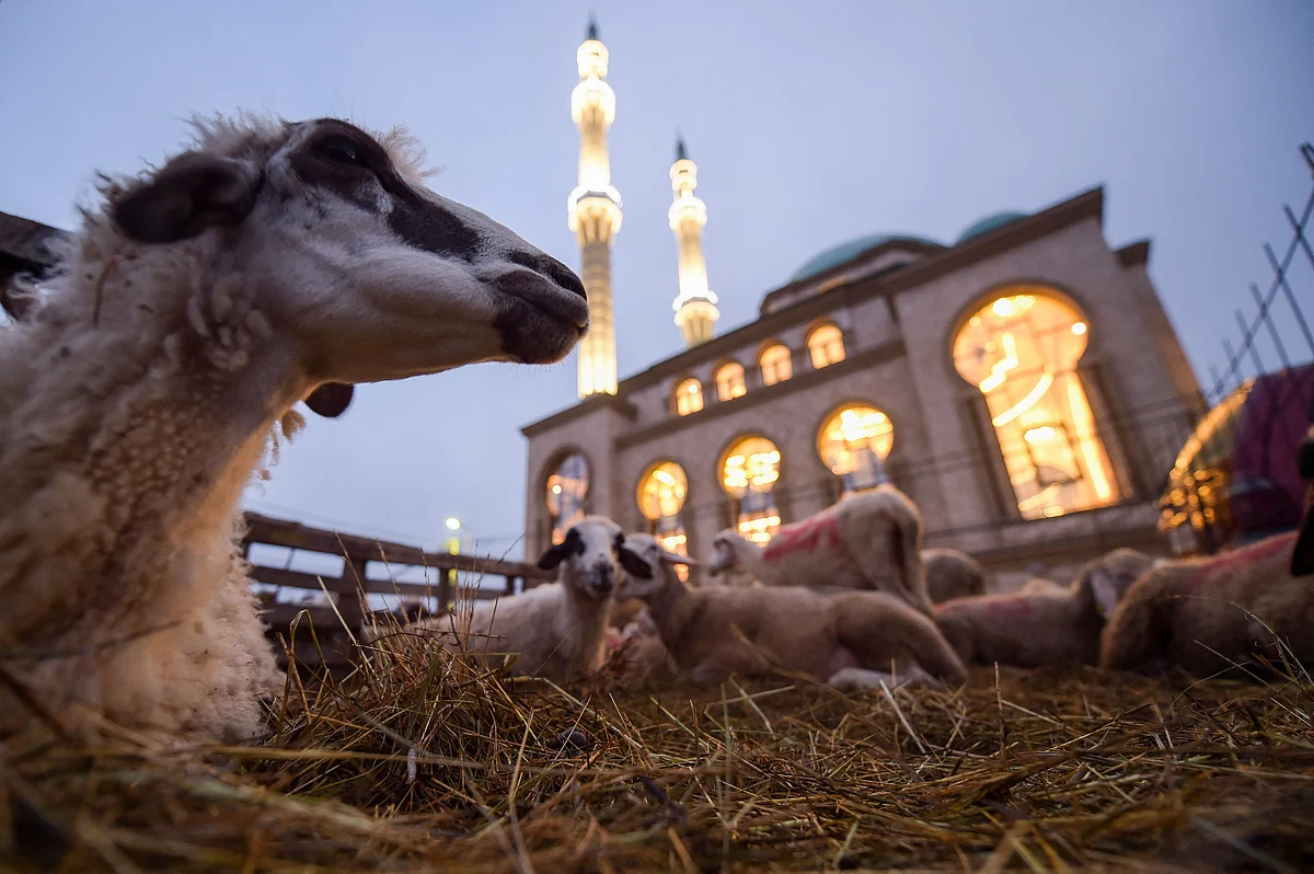 Sheep lie down in the straw in front of a mosque near Pristina, Kosovo, on July 20, 2021, during the sacrificial Eid al-Adha festival.